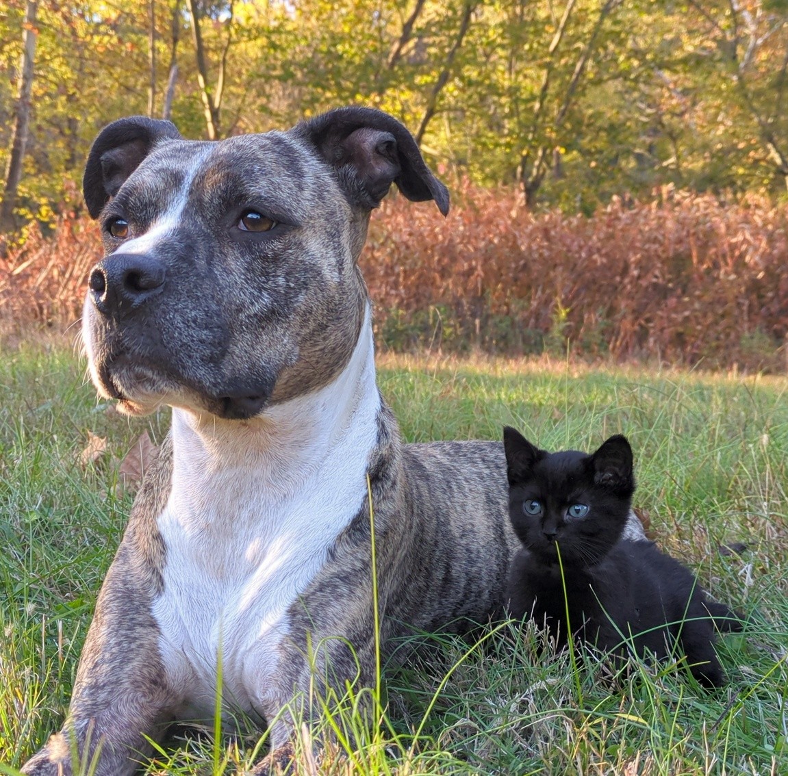 Tails Alumni - Reckon and Havoc